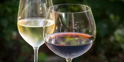Amarone in E-Bike: Tra Vigne e Storia